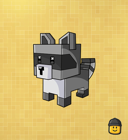 Raccoon